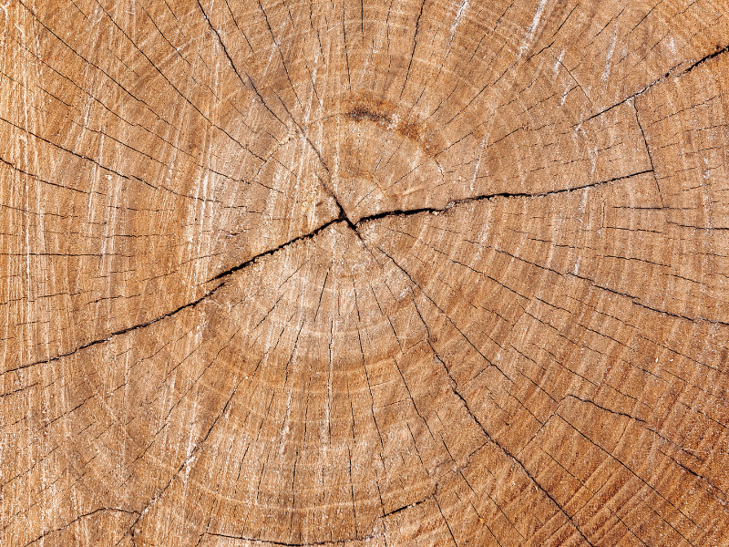 Rimozione di ceppi alberi a Biella